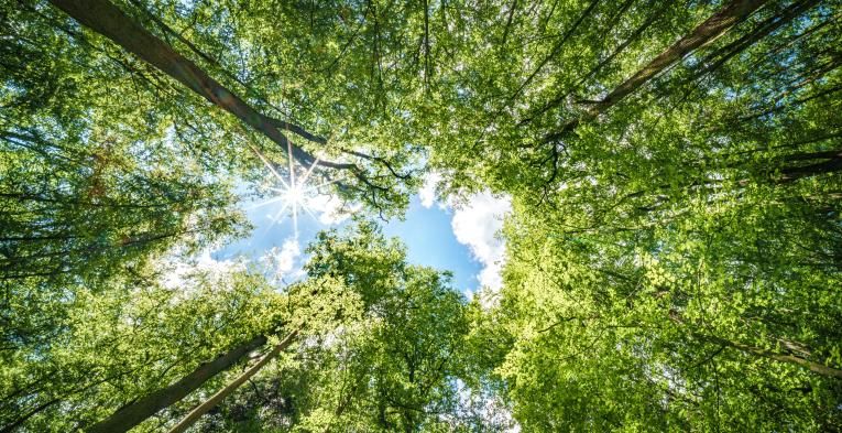 Sunlight filtering through the trees in a forest