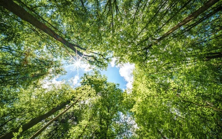 The view of trees from the forest floor 