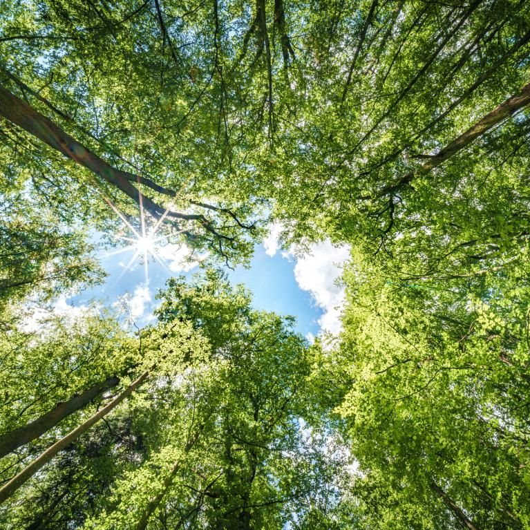 Sunlight filtering through the trees in a forest